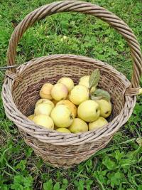 Jabloň domácí 'Jadernička moravská' (Malus domestica)