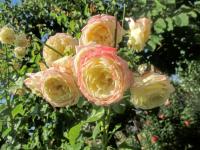 Růže 'Athena' - Velkokvěté růže (Rosa)