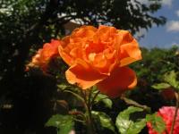 Růže 'Westerland' - Sadové růže (Rosa)