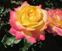 Růže 'Orient Express' - Velkokvěté růže (Rosa)