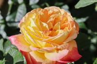 Růže 'Orient Express' - Velkokvěté růže (Rosa)