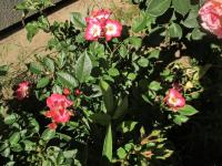 Růže 'Bukavu' - Sadové růže (Rosa)