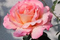 Růže 'Gloria Dei' - Velkokvěté růže (Rosa)