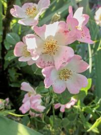 Růže 'Kew Rambler' - Pnoucí růže (Rosa)