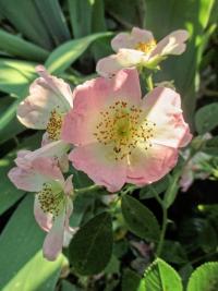 Růže 'Kew Rambler' - Pnoucí růže (Rosa)
