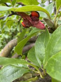 Šácholan (Magnolia)