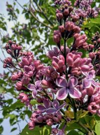 Šeřík obecný 'Sensation' (Syringa vulgaris)