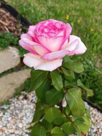 Růže 'Souvenir de Baden-Baden' - Velkokvěté růže (Rosa)