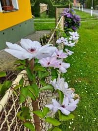 Plamének (Clematis)