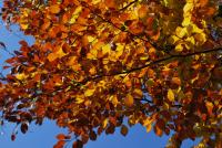 Buk lesní - podzimní listy (Fagus sylvatica)