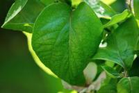 Kdouloň obecná (Cydonia oblonga)