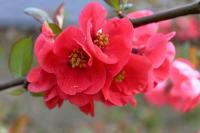 Kdoulovec japonský - detail květu (Chaenomeles japonica)