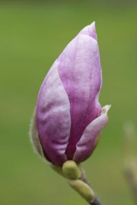 Šácholan Soulangeův (Magnolia x soulangeana)