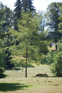 Javor stříbrný (Acer saccharinum)
