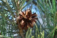 Borovice lesní (Pinus sylvestris)