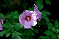 Ibišek syrský (Hibiscus syriacus)