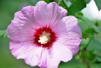 Ibišek syrský (Hibiscus syriacus)