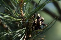 Borovice lesní 'Pyramidalis Glauca' (Pinus sylvestris)