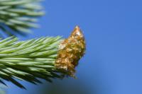 Smrk pichlavý 'Glauca' (Picea pungens)