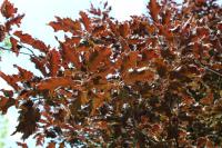 Buk lesní 'Rohanii' (Fagus sylvatica)