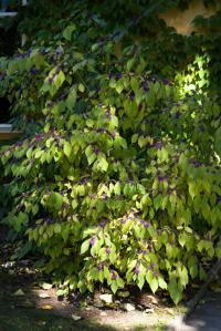 Krásnoplodka japonská (Callicarpa japonica)