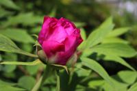 Pivoňka keřovitá (Paeonia suffruticosa)