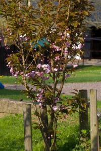 Sakura ozdobná 'Kanzan' (Prunus serrulata)