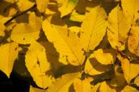 Habr obecný 'Columnaris' (Carpinus betulus)