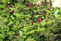 Sazaník květnatý (Calycanthus floridus)