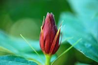 Sazaník květnatý (Calycanthus floridus)