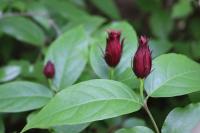 Sazaník květnatý (Calycanthus floridus)