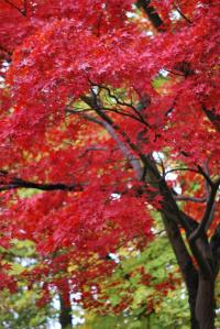 Javor dlanitolistý 'Atropurpureum' (Acer palmatum)