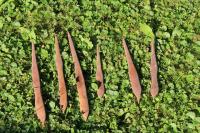 Vistárie květnatá (Wisteria floribunda)