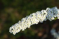 Tavolník popelavý 'Grefsheim' (Spiraea x cinerea)