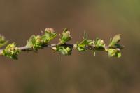 Tavolník popelavý 'Grefsheim' (Spiraea x cinerea)