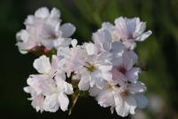 Sakura ozdobná 'Amanogawa' (Prunus serrulata)