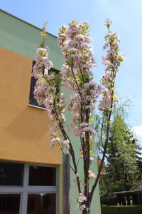Sakura ozdobná 'Amanogawa' - habitus v květu (Prunus serrulata)