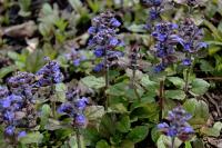 Zběhovec plazivý 'Burgundy Glow' (Ajuga reptans)