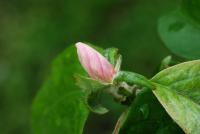 Kdouloň obecná (Cydonia oblonga)