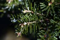 Jedle korejská 'Eskimo' - čarověník, jehlice (Abies koreana)