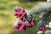 Jedle španělská 'Argentea' - samčí šistice (Abies pinsapo)