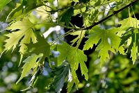 Javor stříbrný 'Wieri' (Acer saccharinum)