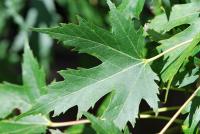 Javor stříbrný 'Wieri' (Acer saccharinum)