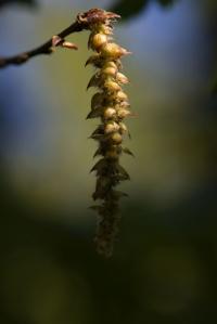 Habr obecný 'Quercifolia' (Carpinus betulus)