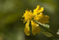 Zákula japonská 'Variegata' (Kerria japonica)