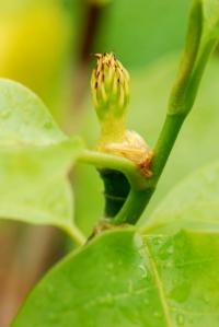 Šácholan olysalý 'Yellow River' (Magnolia denudata)