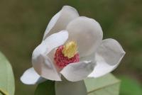 Šácholan (Magnolia wilsonii)