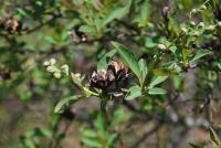 Hroznovec hroznatý (Exochorda racemosa)