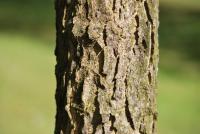 Břestovec západní (Celtis occidentalis)