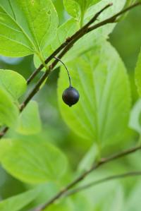 Břestovec západní (Celtis occidentalis)